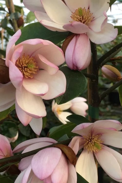 Fairy Blush Magnolia - 3 Gallon Pot