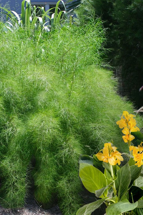 Bamboo Muhly Grass - 3 Gallon Pot