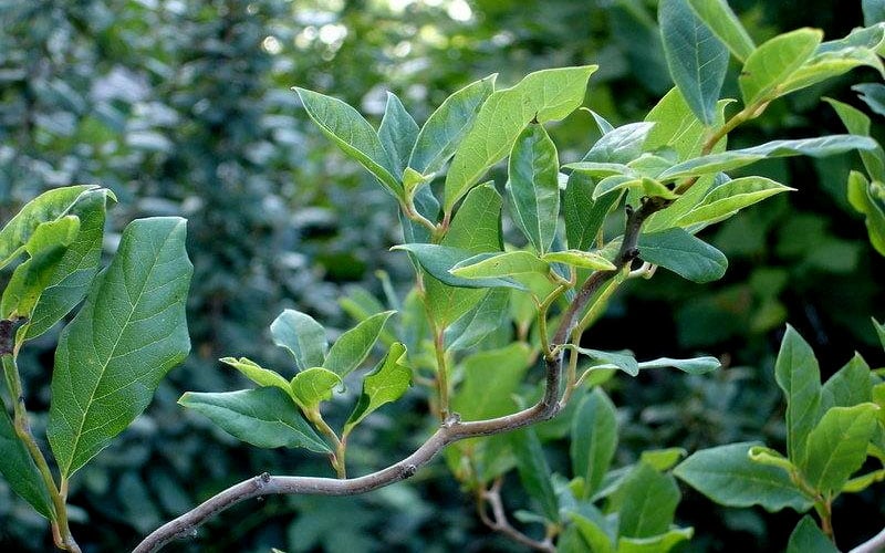 Zydeco Twist Black Gum Tree - 7 Gallon Pot (3-4')