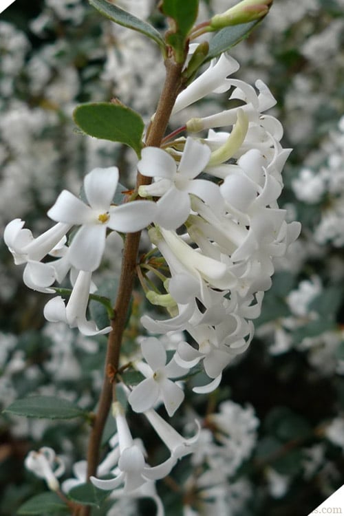 Delavay Tea Olive (Osmanthus Delavayi) - 3 Gallon Pot