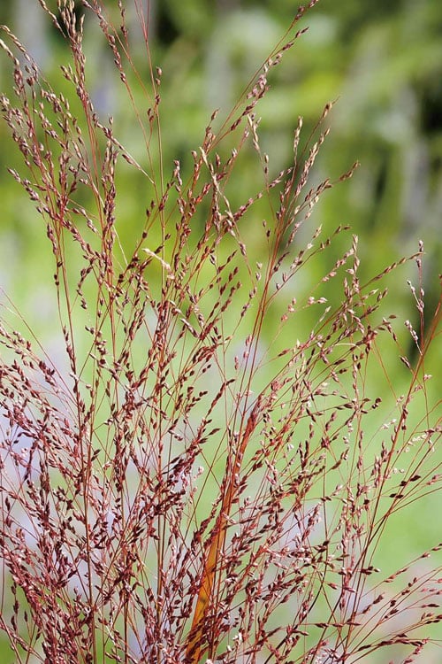 Squaw Switch Grass (Panicum Virgatum) - 1 Gallon Pot