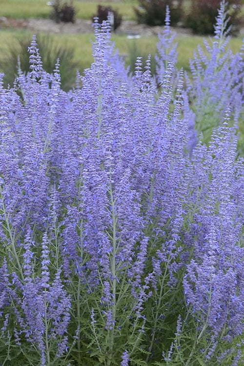 Blue Jean Baby Russian Sage (Perovskia) - 1 Gallon Pot