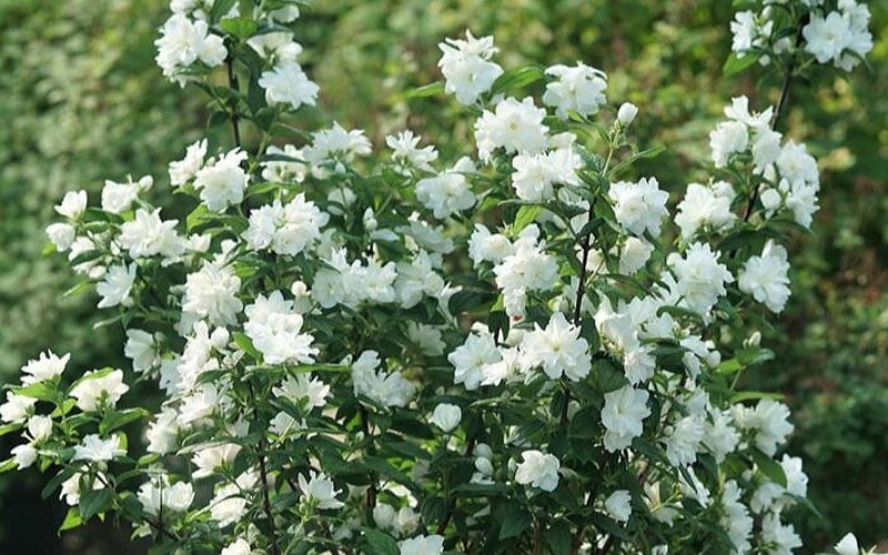 Illuminati Arch Mock Orange (Philadelphus Coronarius) - 3 Gallon Pot