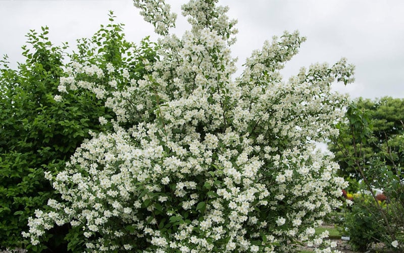 Blizzard Mock Orange (Philadelphus) - 5 Gallon Pot