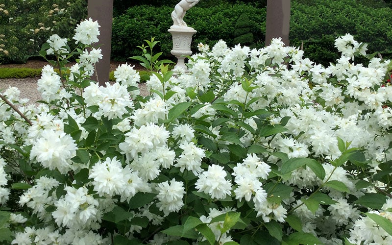 Minnesota Snowflake Mock Orange (Philadelphus) - 1 Gallon Pot
