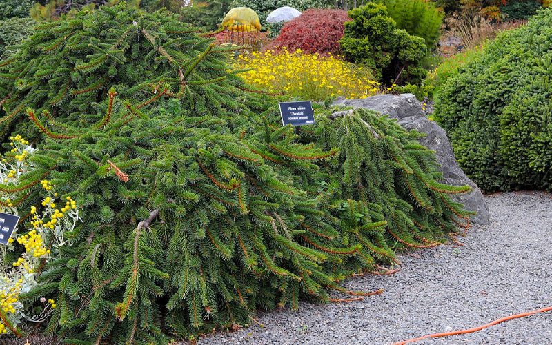 Weeping Norway Spruce (Picea Abies 'Pendula') - 2 Gallon Pot