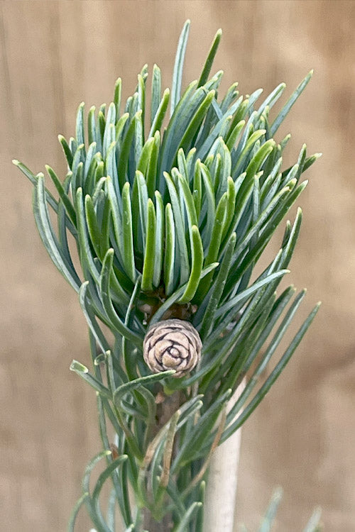 Aizu Goyo Japanese White Pine - 1 Gallon Pot