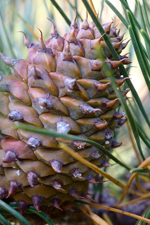 Table Mountain Pine Tree (Pinus Pungens) - 3 Pack Of 1.5 Quart Pots