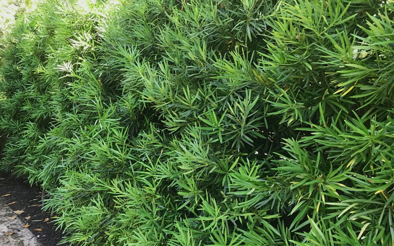 Podocarpus Macrophyllus Upright Yew - 7 Gallon Pot (4-5')