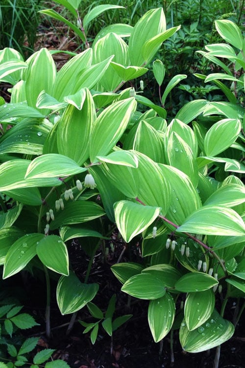 Variegated Solomons Seal (Polygonatum Falcatum 'Variegatum') - 1 Gallon Pot