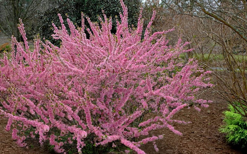 Pink Flowering Afghan Bush Cherry (Prunus Jacquemontii) - 3 Gallon Pot