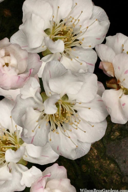 Fragrant Snow Japanese Flowering Apricot (Prunus Mume) - 3 Gallon Pot