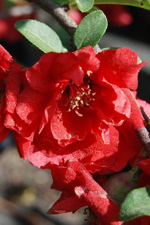 Iwai Nishiki Red Flowering Quince - 1 Gallon Pot