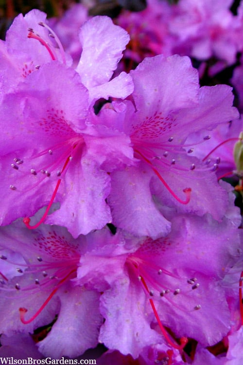 Abbey's Re-View Evergreen Native Azalea - 3 Gallon Pot