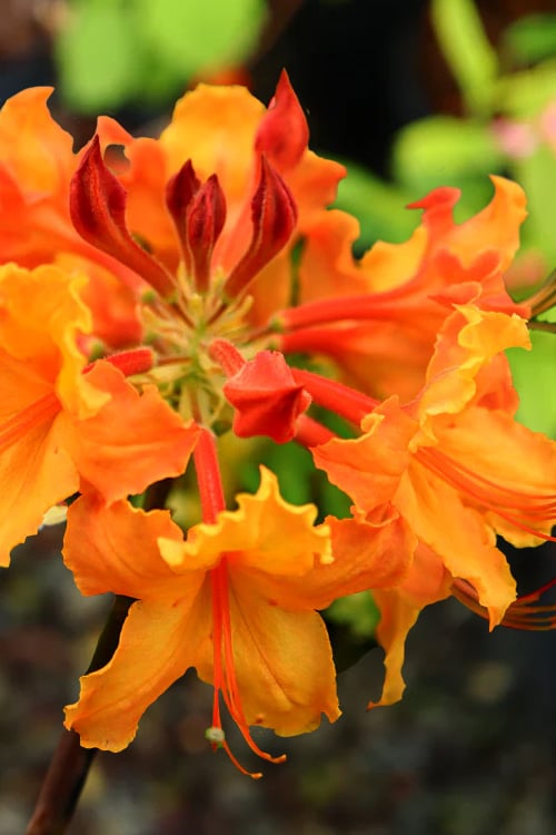 Andrew J. Boike Alabama Flame Native Azalea Azalea - 3 Gallon Pot