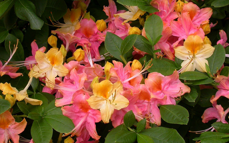 Garden Rainbow Tricolor Azalea (Rhododendron) - 6 Pack Of 1 Gallon Pots