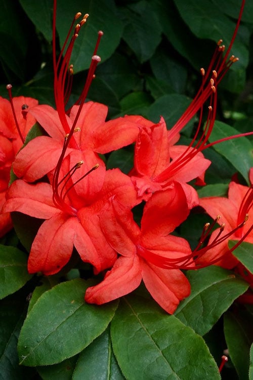 Plum Leaf Native Azalea (Rhododendron Prunifolium) - 3 Gallon Pot