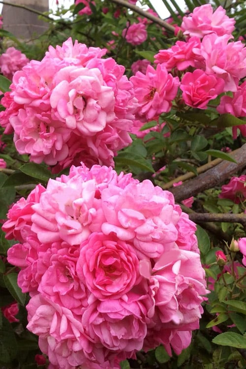 Peggy Martin Climbing Rose - 7 Gallon Pot