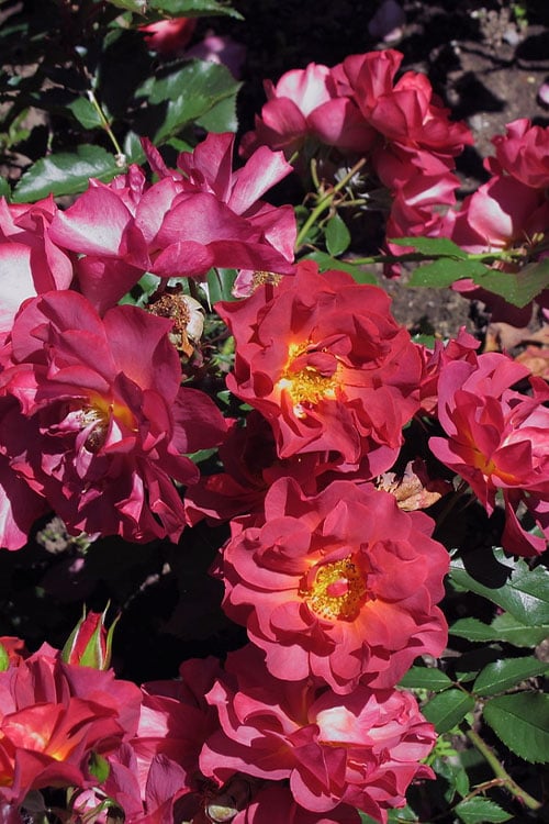 Cinco De Mayo Rose - 3 Gallon Pot