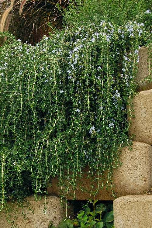 Blue Rain Trailing Rosemary - 5 Pack Of Quart Pots