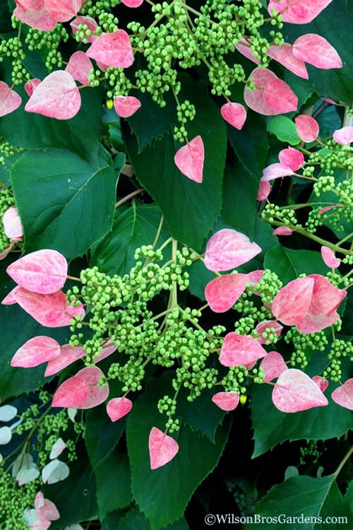 Rose Sensation Pink Climbing Hydrangea Vine - 1 Gallon Pot