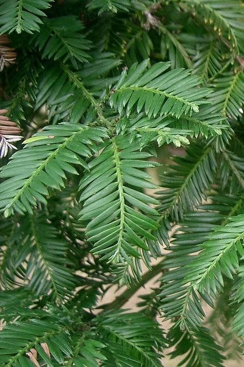 Inman's Select Redwood Tree (Sequoia Sempervirens) - 3 Gallon Pot