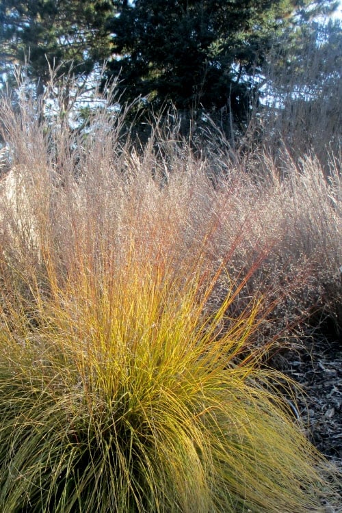 Prairie Dropseed Grass (Sporobolis Heterolepis) - 6 Pack Of 1 Gallon Pots