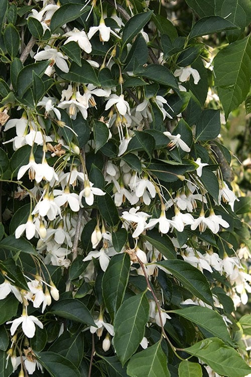 Fragrant Fountain Weeping Japanese Snowbell Tree - 5 Gallon Pot