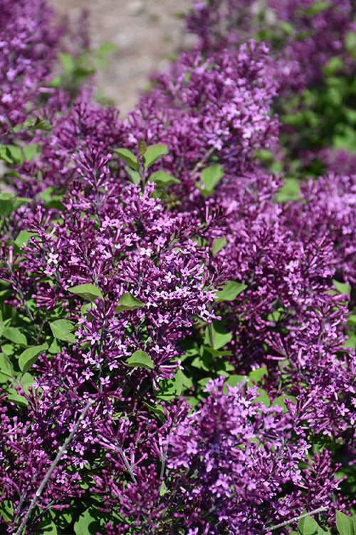 Bloomerang Dark Purple Lilac - 5 Pack Of Quart Pots