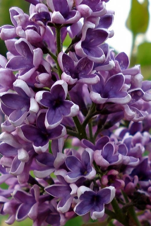 Albert F. Holden Purple French Lilac (Syringa) - 3 Gallon Pot