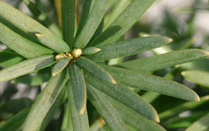 Maureen Columnar Yew (Taxus Hybrid) - 5 Gallon Pot