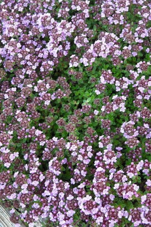 Caborn Wine & Roses Creeping Thyme - 5 Pack Of Quart Pots