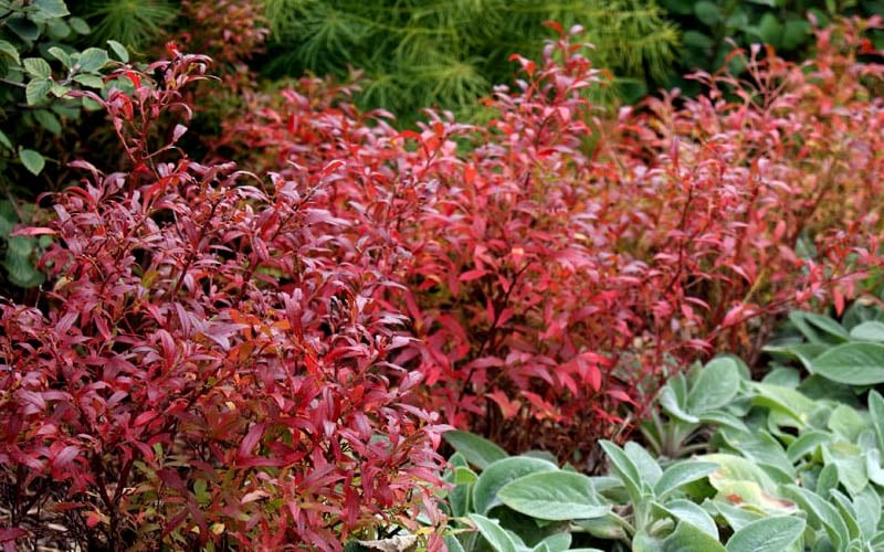 Wild Lowbush Blueberry Plant - 1 Gallon