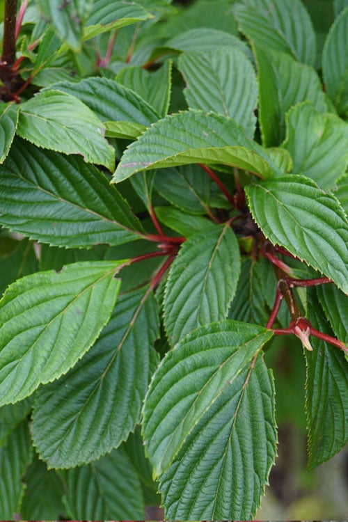 Pink Dawn Fragrant Viburnum - 5 Gallon Pot