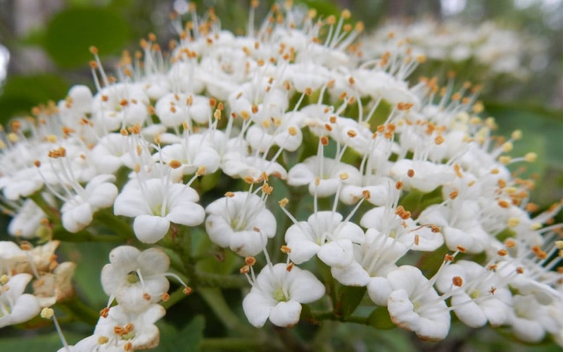 Mohican Arrowwood Viburnum - 6 Gallon Pot (4-5')