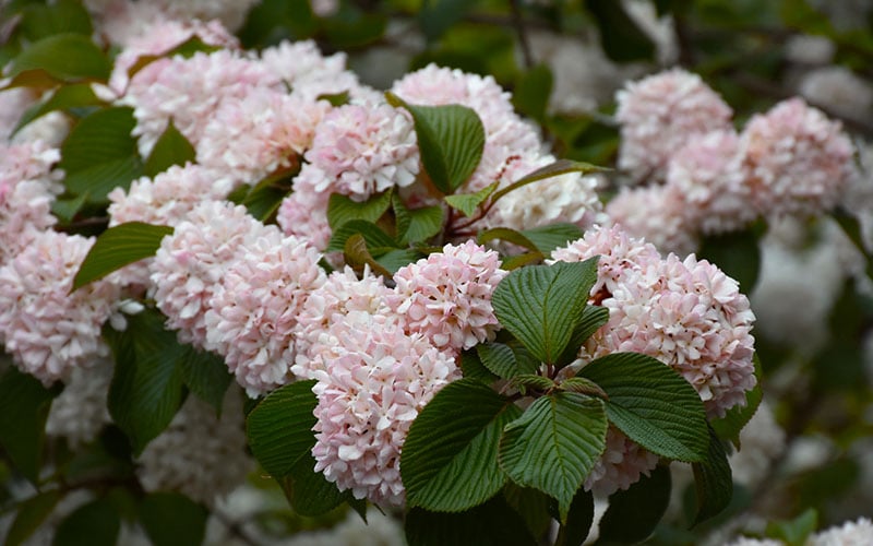 Kern's Pink Snowball Viburnum Bush - 2 Gallon Pot