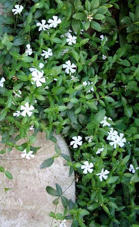 White Evergreen Periwinkle (Vinca Minor 'Alba') - 5 Pack Of Pint Pots