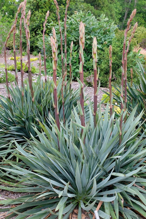 Silver Anniversary Yucca - 1 Gallon Pot