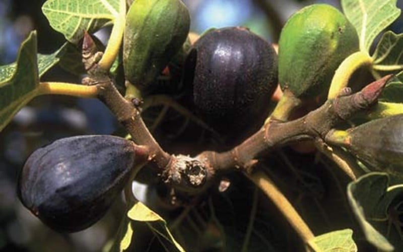  LSU Purple Fig Tree - 3 Gallon Pot