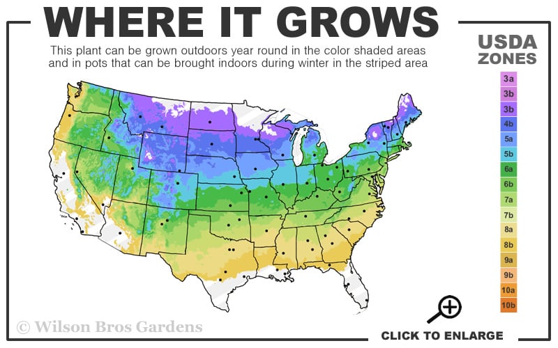  Mohican Arrowwood Viburnum - 6 Gallon Pot (4-5')