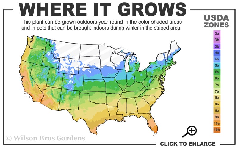  Oh My! Floribunda Tree Rose - 7 Gallon Pot