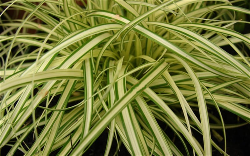  Evergold Japanese Sedge (Carex Hachijoensis) - 10 Pack Of Quart Pots