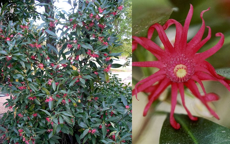  Florida Anise - Illicium Floridanum - 7 Gallon Pot 