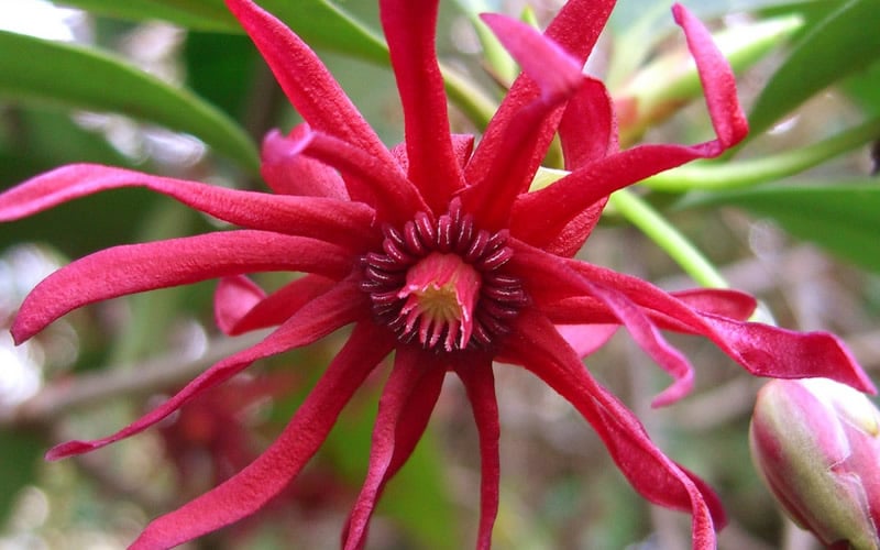  Florida Anise - Illicium Floridanum - 7 Gallon Pot 