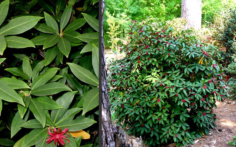  Florida Anise - Illicium Floridanum - 7 Gallon Pot 