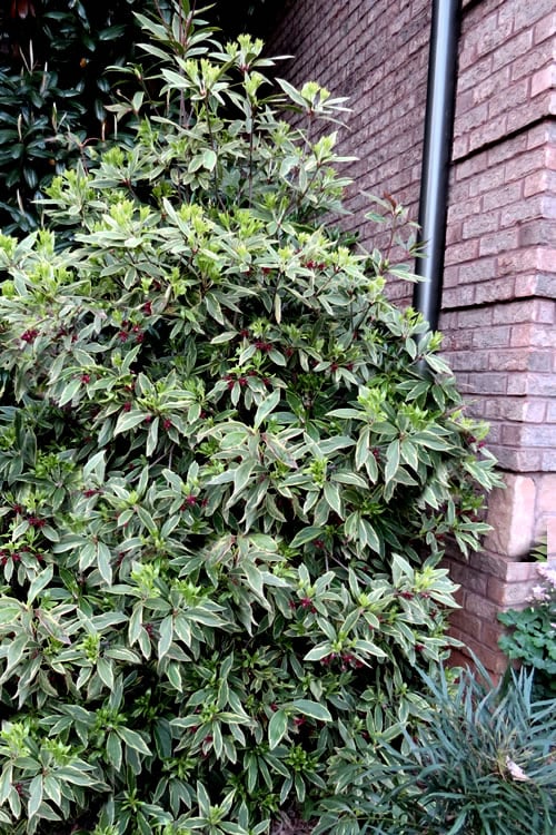  Pink Frost Florida Anise - Illicium Floridanum - 1 Gallon Pot