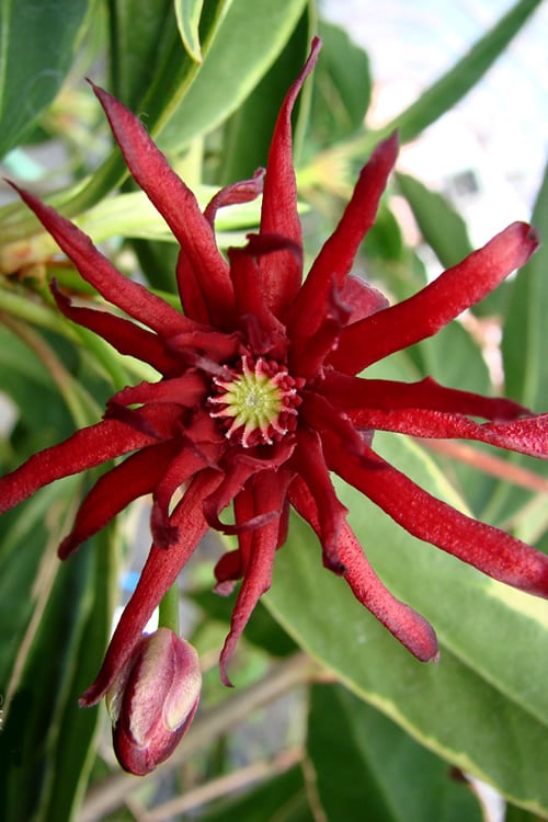  Pink Frost Florida Anise - Illicium Floridanum - 3 Gallon Pot
