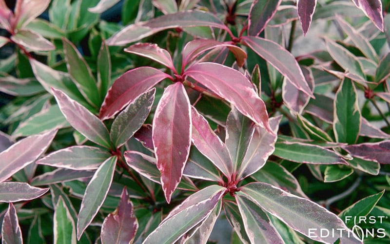  Pink Frost Florida Anise - Illicium Floridanum - 1 Gallon Pot