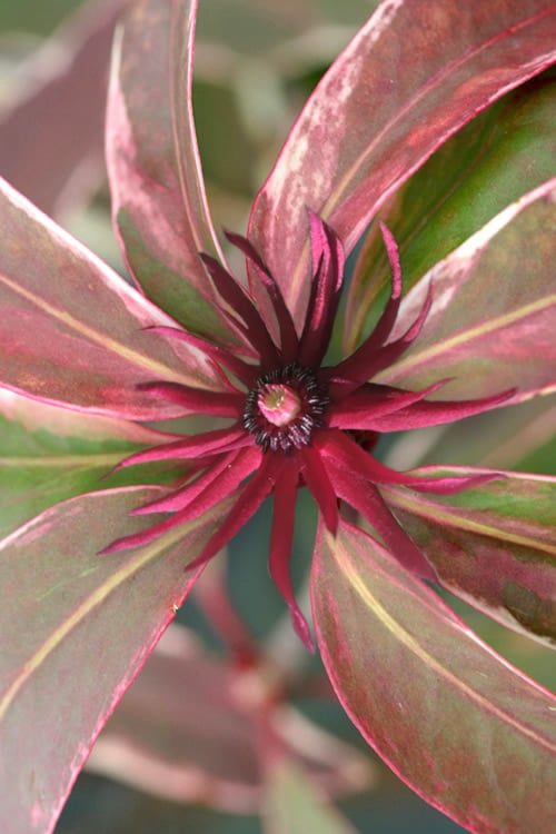  Pink Frost Florida Anise - Illicium Floridanum - 1 Gallon Pot