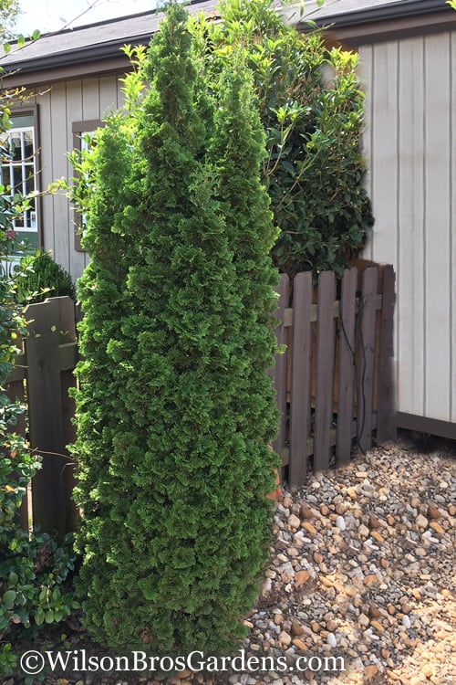  Degroots Spire Arborvitae - 7 Gallon Pot (3-4')